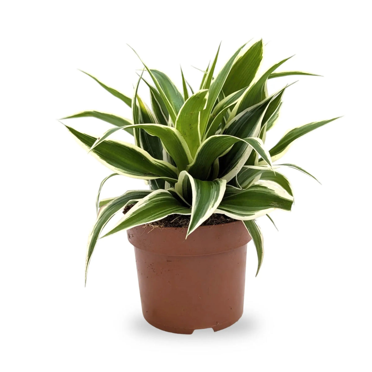 Chlorophyttum comosum Irish | Spider Plant Leaf Culture