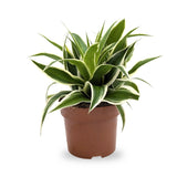 Chlorophyttum comosum Irish | Spider Plant Leaf Culture