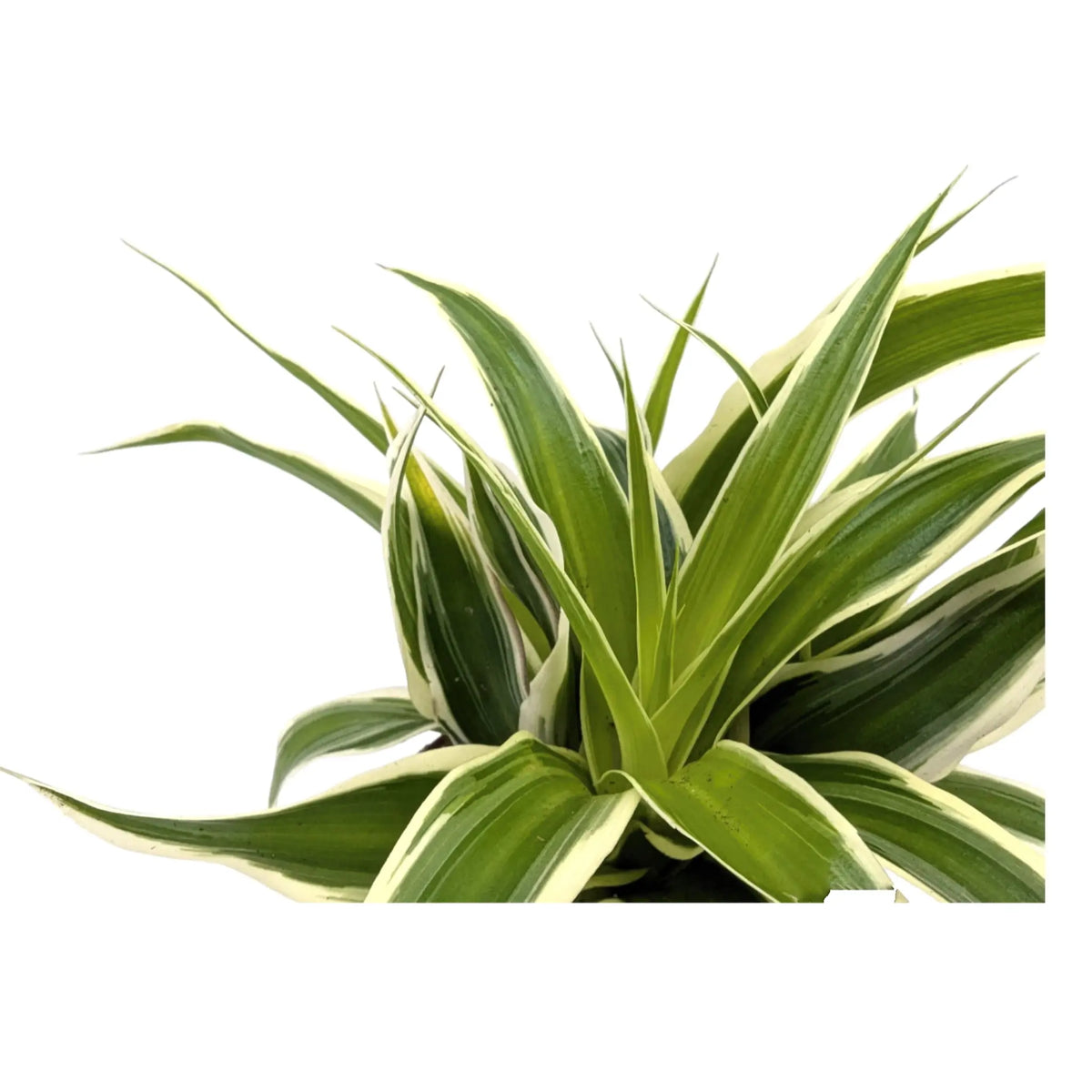 Chlorophyttum comosum Irish | Spider Plant Leaf Culture