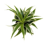 Chlorophyttum comosum Irish | Spider Plant Leaf Culture