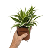 Chlorophyttum comosum Irish | Spider Plant Leaf Culture
