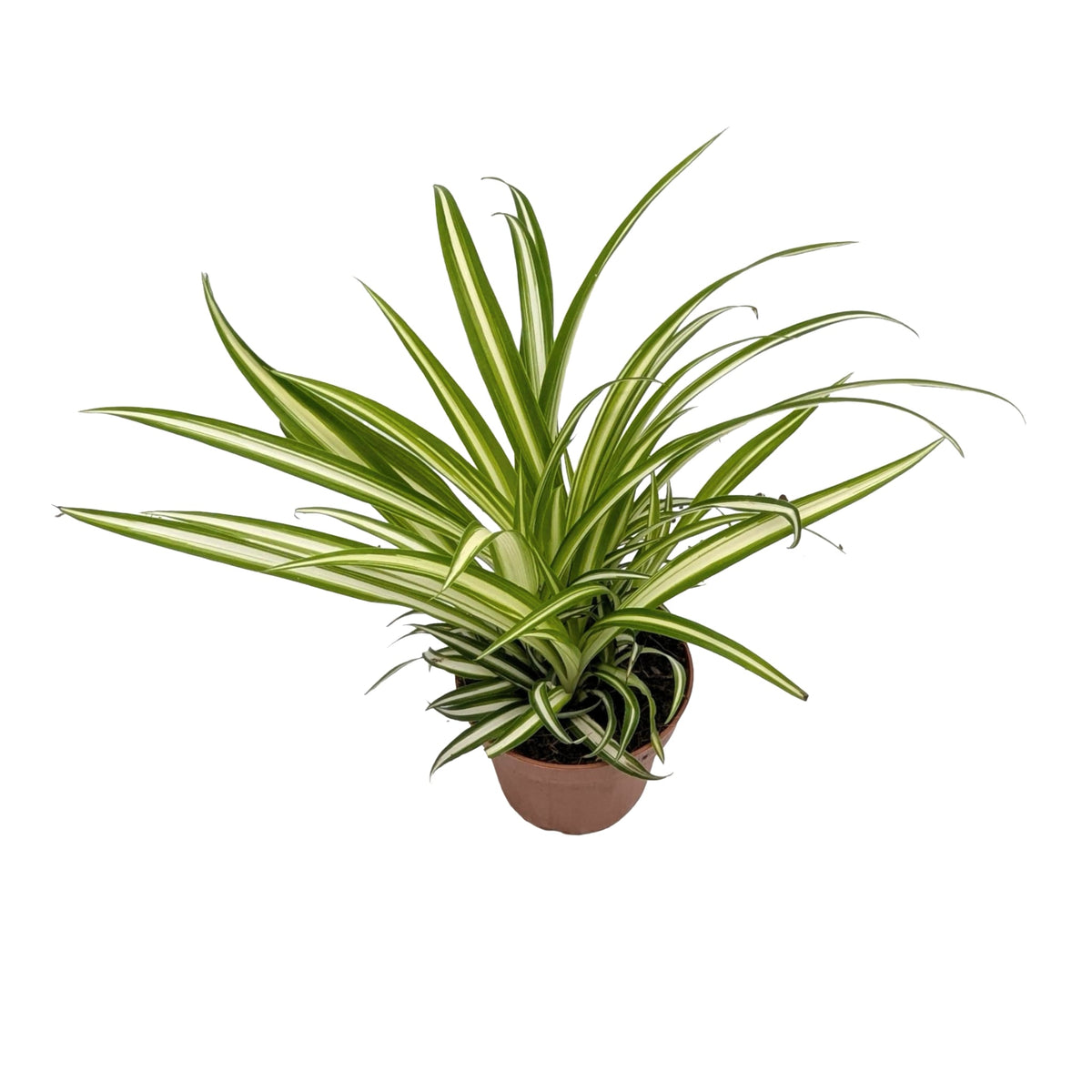 Chlorophytum atlantic - Spider Plant