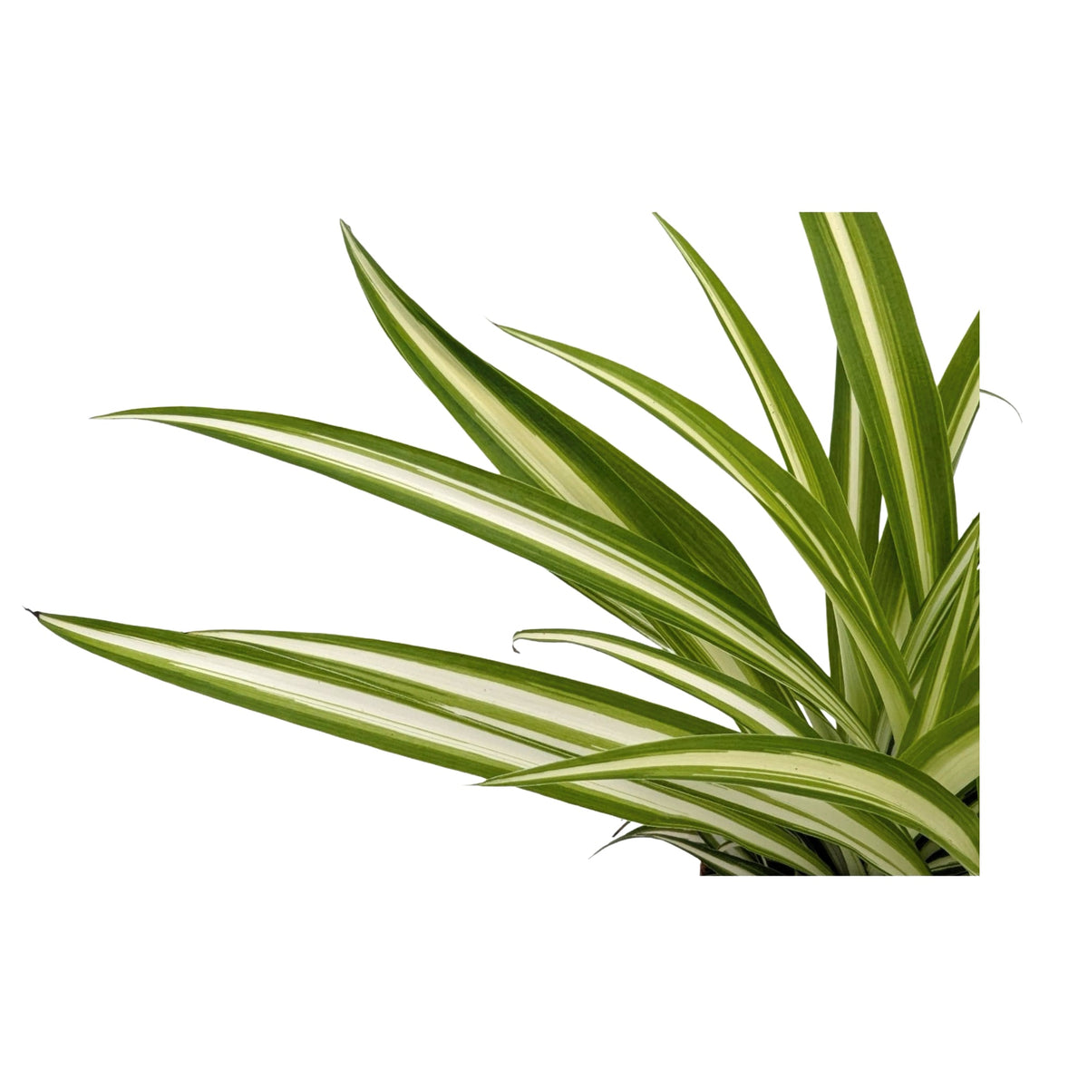 Chlorophytum atlantic - Spider Plant