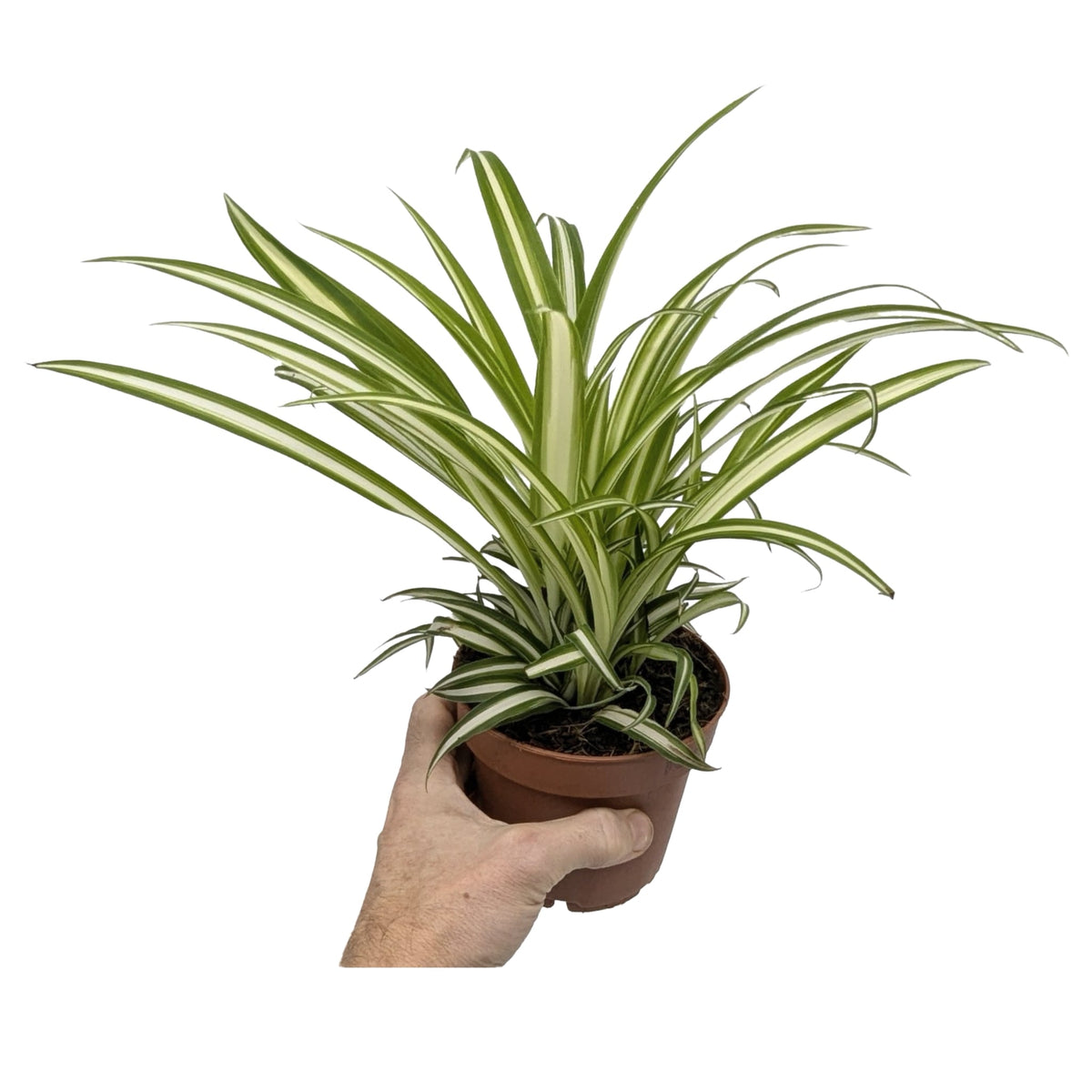 Chlorophytum atlantic - Spider Plant