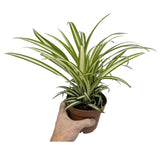 Chlorophytum atlantic - Spider Plant