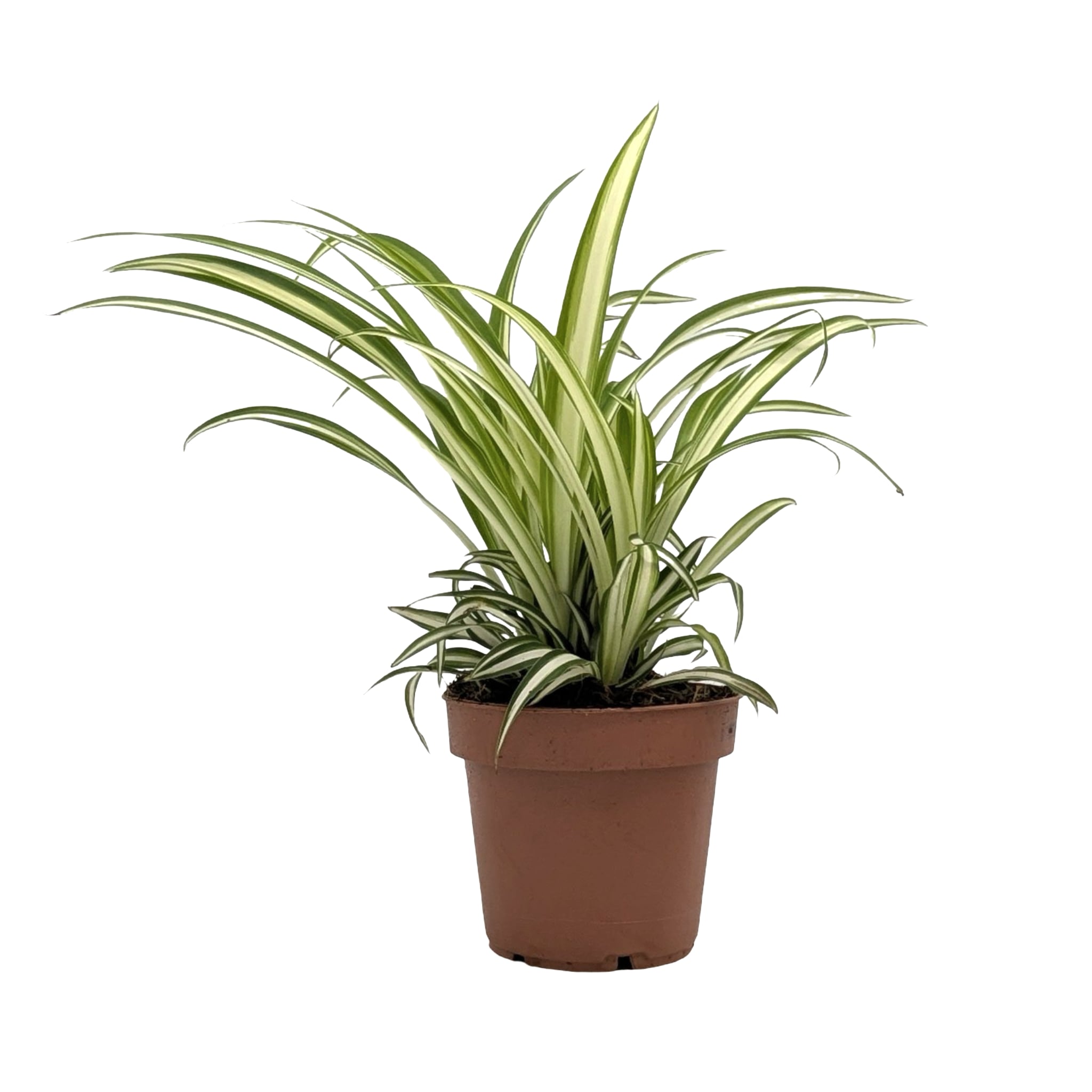 Chlorophytum atlantic - Spider Plant