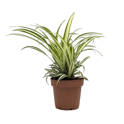 Chlorophytum atlantic - Spider Plant