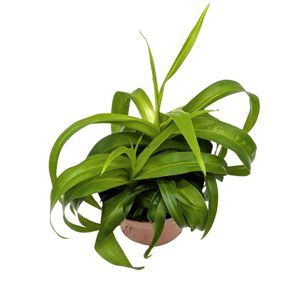 Chlorophytum Green Bonnie - Spider Plant_3_main