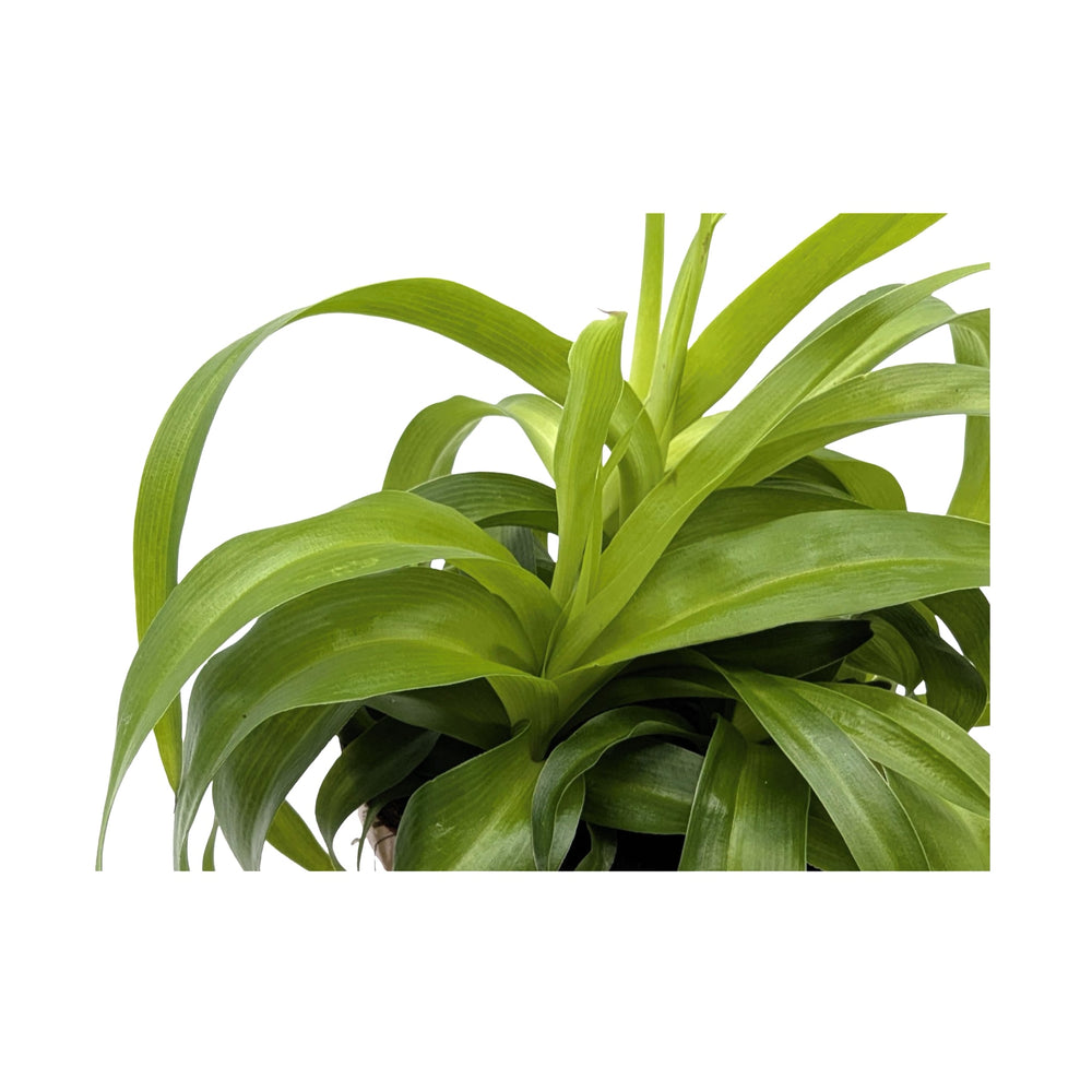 Chlorophytum Green Bonnie - Spider Plant_4_main