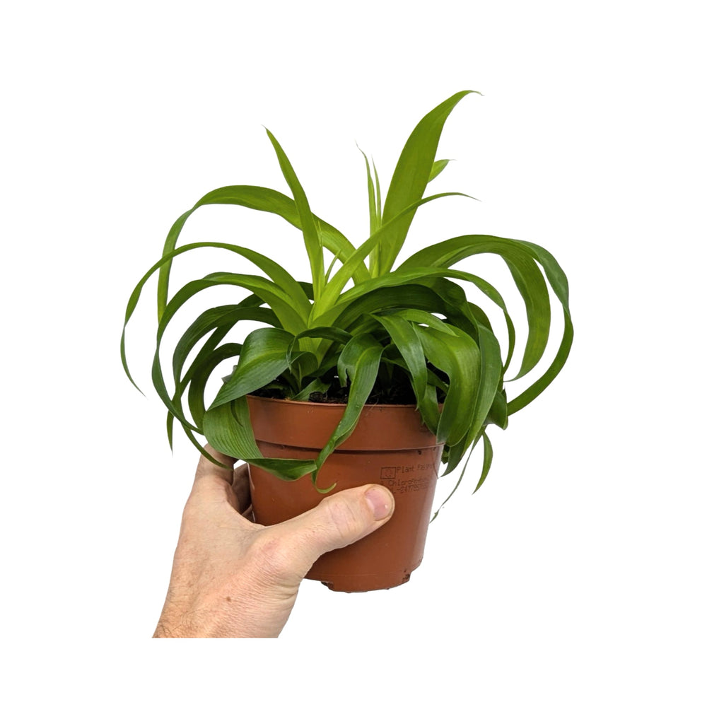 Chlorophytum Green Bonnie - Spider Plant_5_main