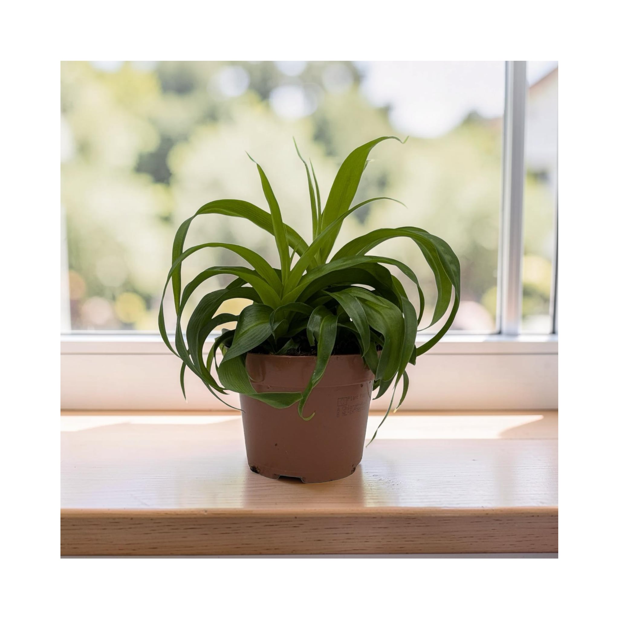 Chlorophytum Green Bonnie - Spider Plant