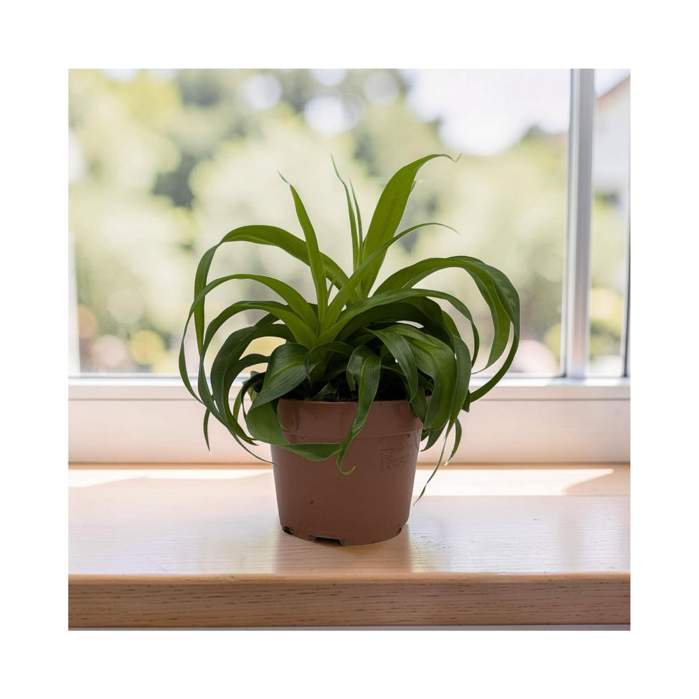 Chlorophytum Green Bonnie - Spider Plant_2_main