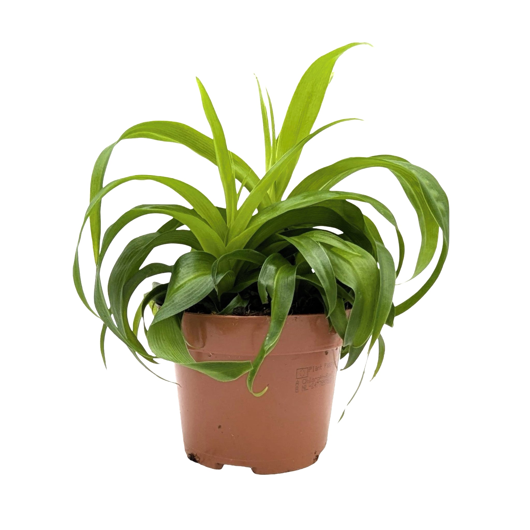 Chlorophytum Green Bonnie - Spider Plant