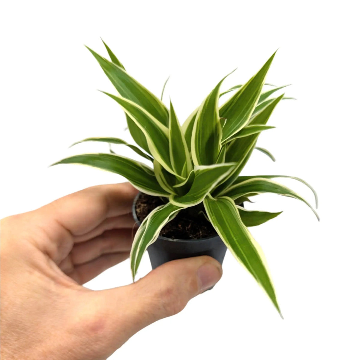 Chlorophytum Ocean | Spider Plant Leaf Culture