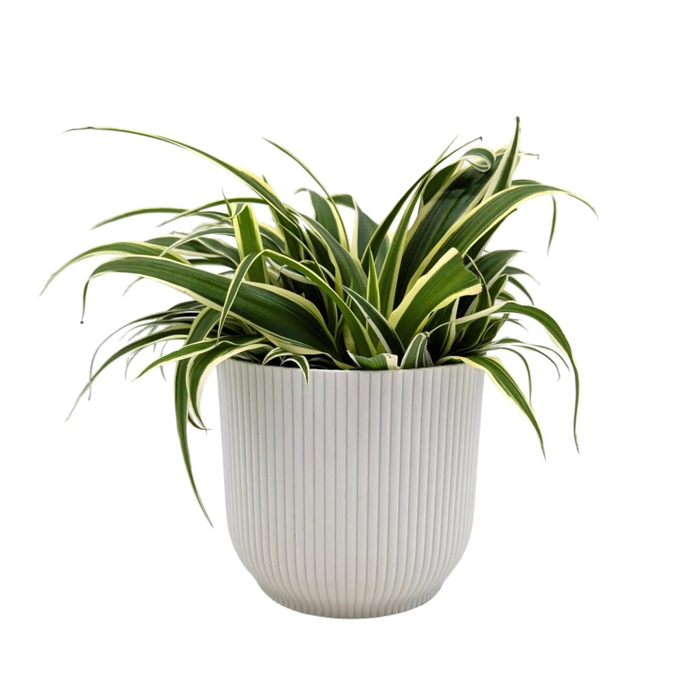 Chlorophytum Vittatum - Spider Plant_1_main