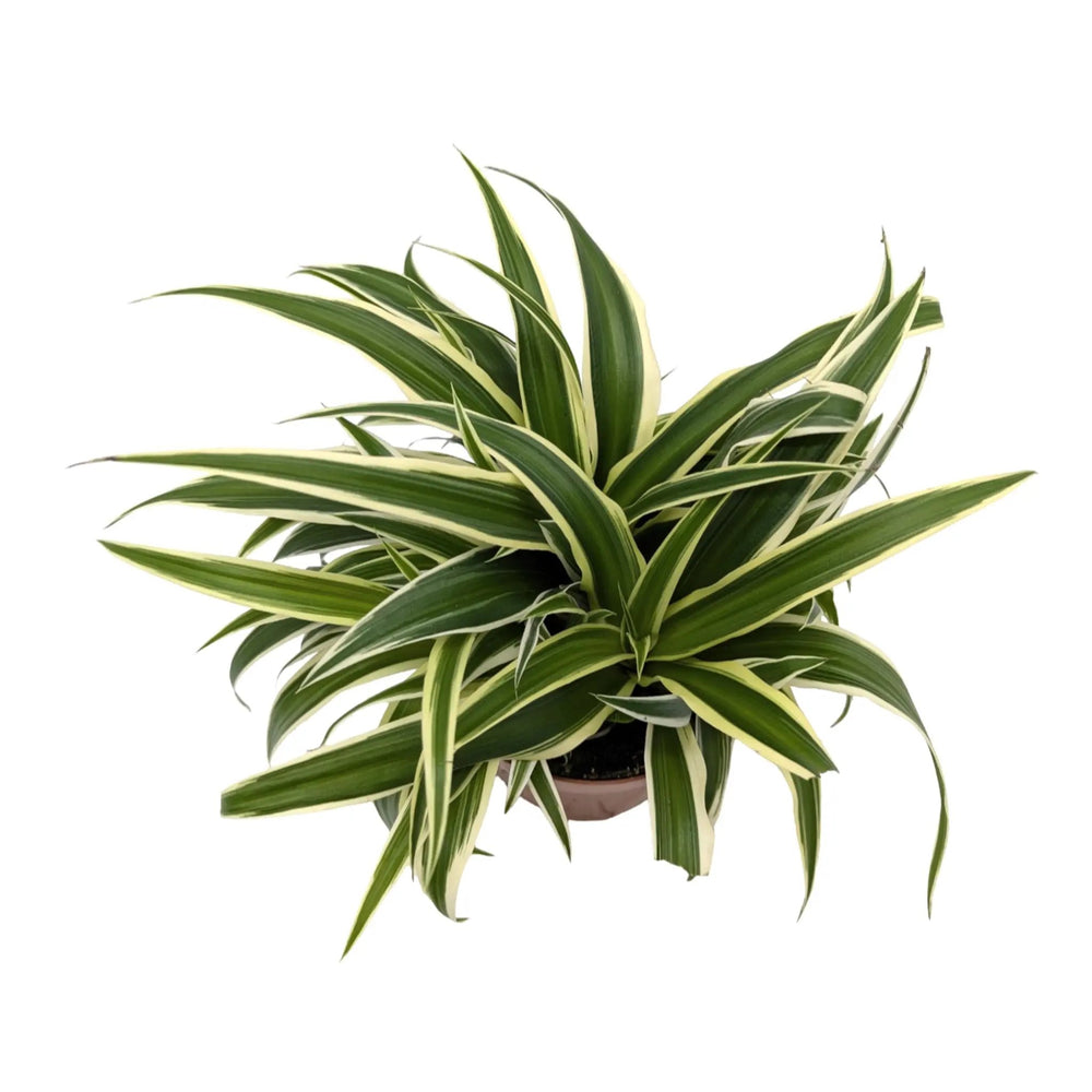 Chlorophytum Vittatum - Spider Plant_3_main