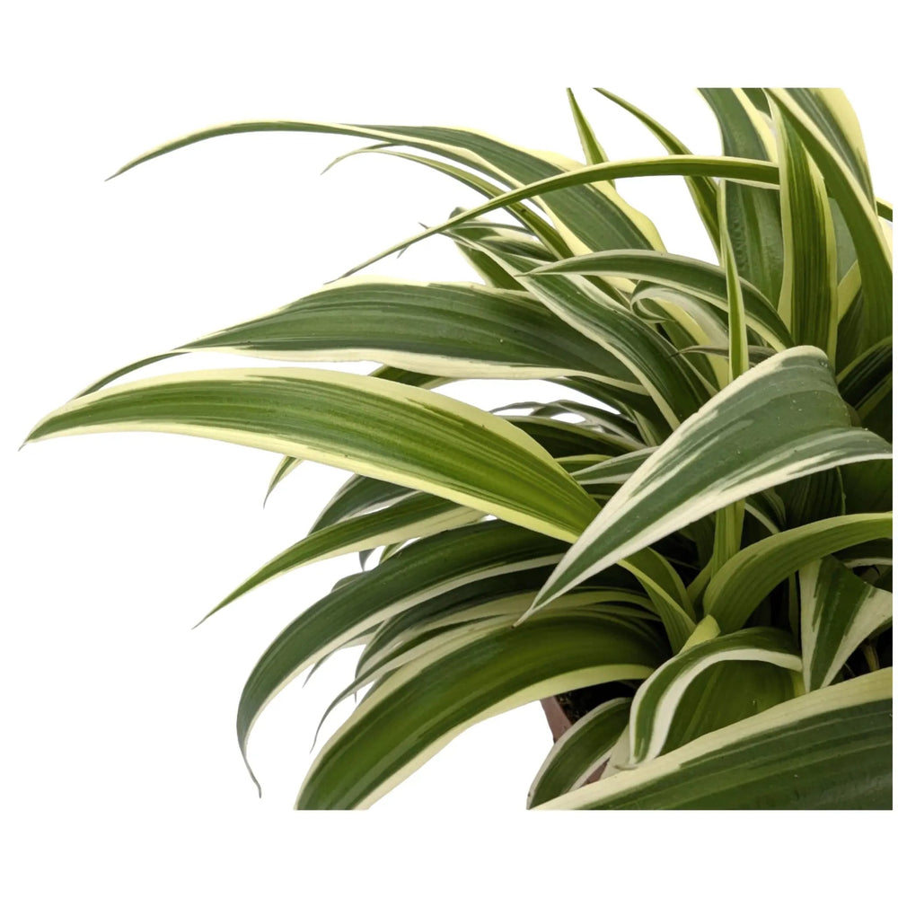Chlorophytum Vittatum - Spider Plant_4_main