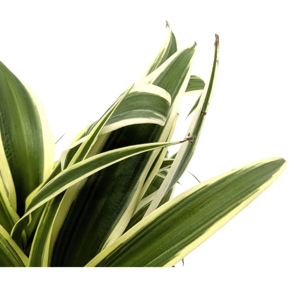 Chlorophytum Vittatum - Spider Plant_5_main