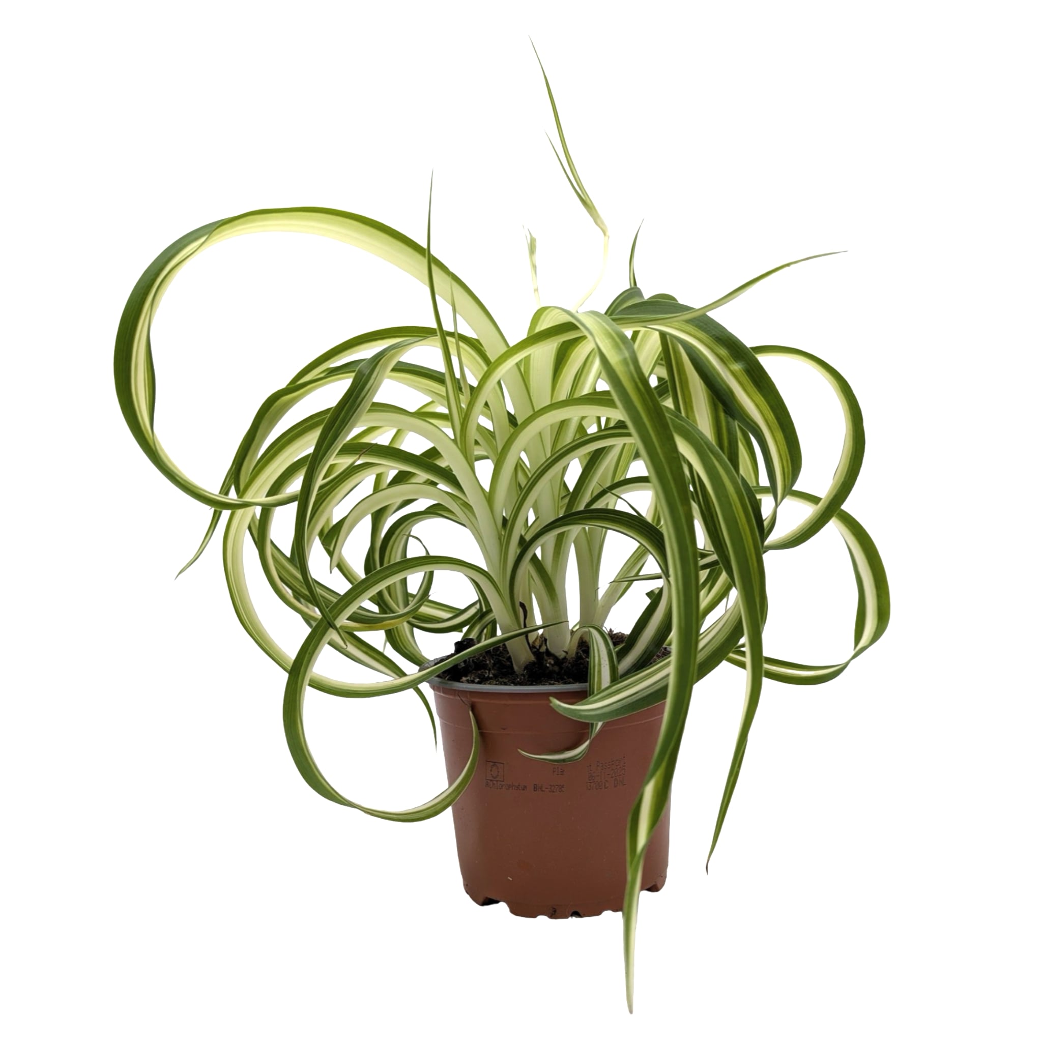 Chlorophytum bonnie - Spider Plant with Curly Variegations