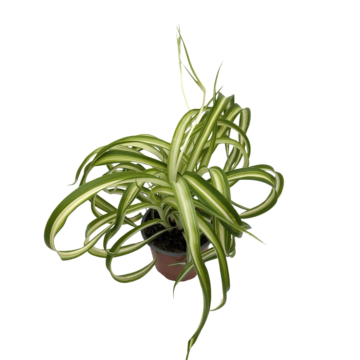Chlorophytum bonnie - Spider Plant with Curly Variegations