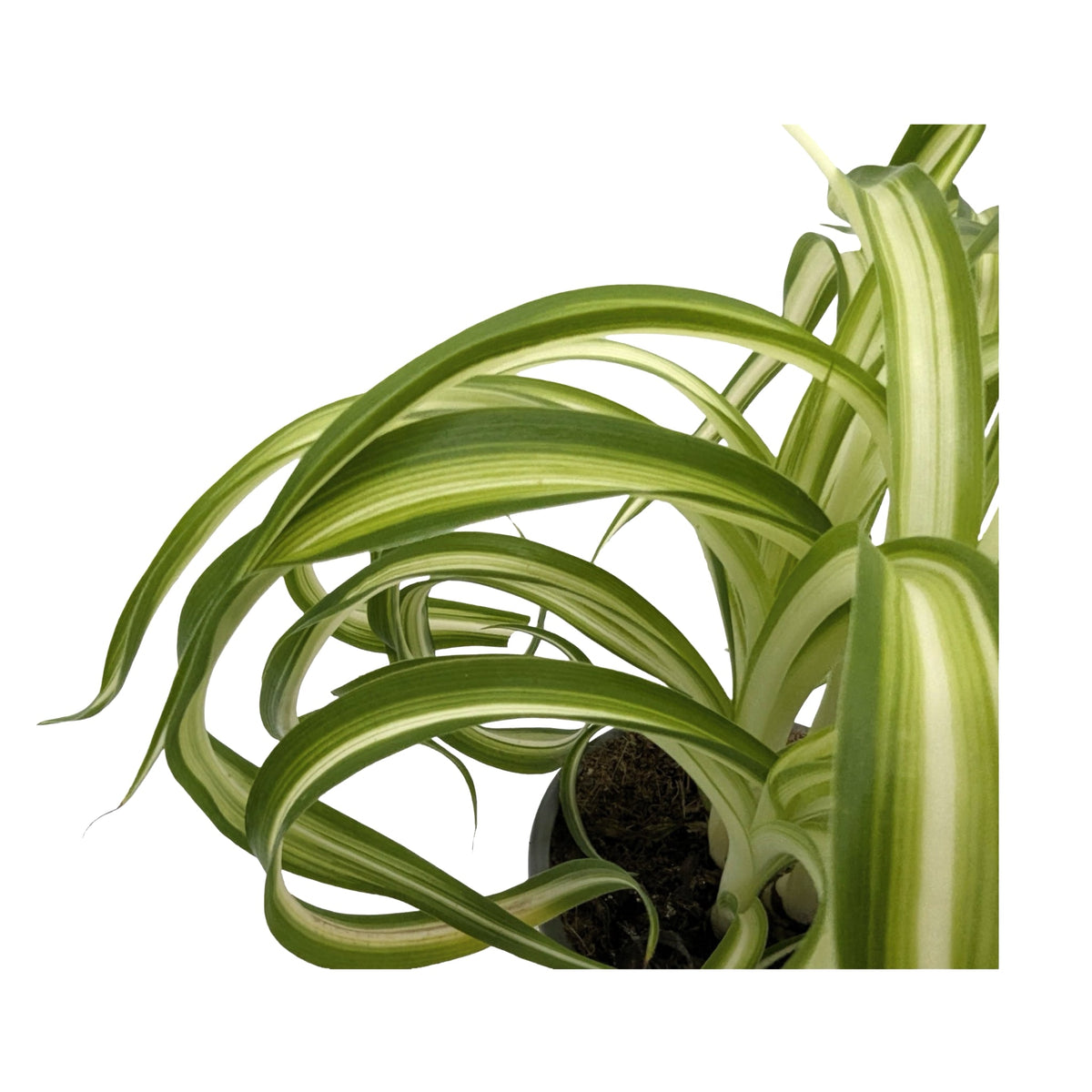 Chlorophytum bonnie - Spider Plant with Curly Variegations