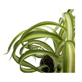 Chlorophytum bonnie - Spider Plant with Curly Variegations