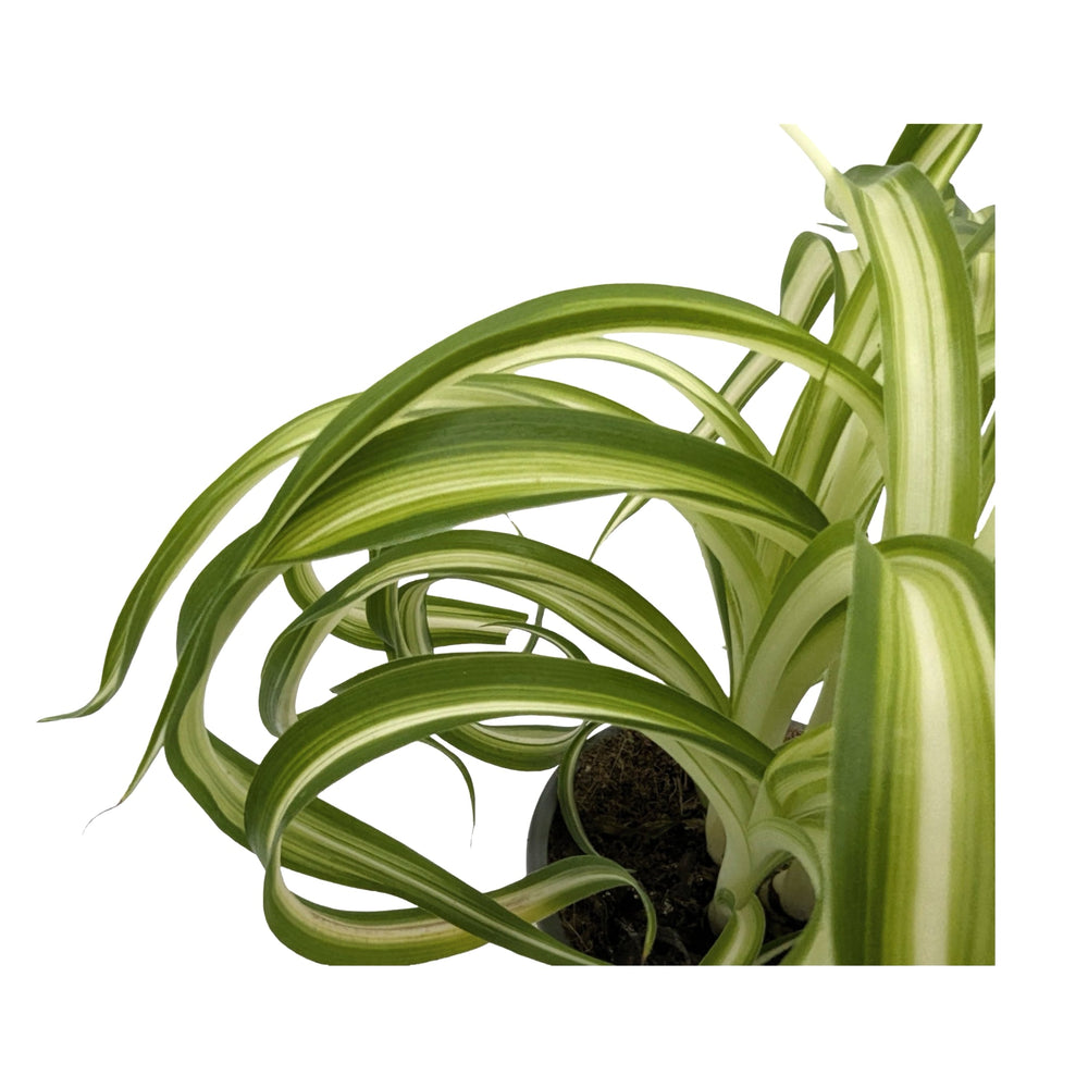 Chlorophytum bonnie - Spider Plant with Curly Variegations_4_main