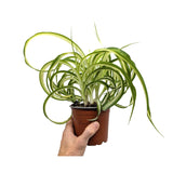 Chlorophytum bonnie - Spider Plant with Curly Variegations
