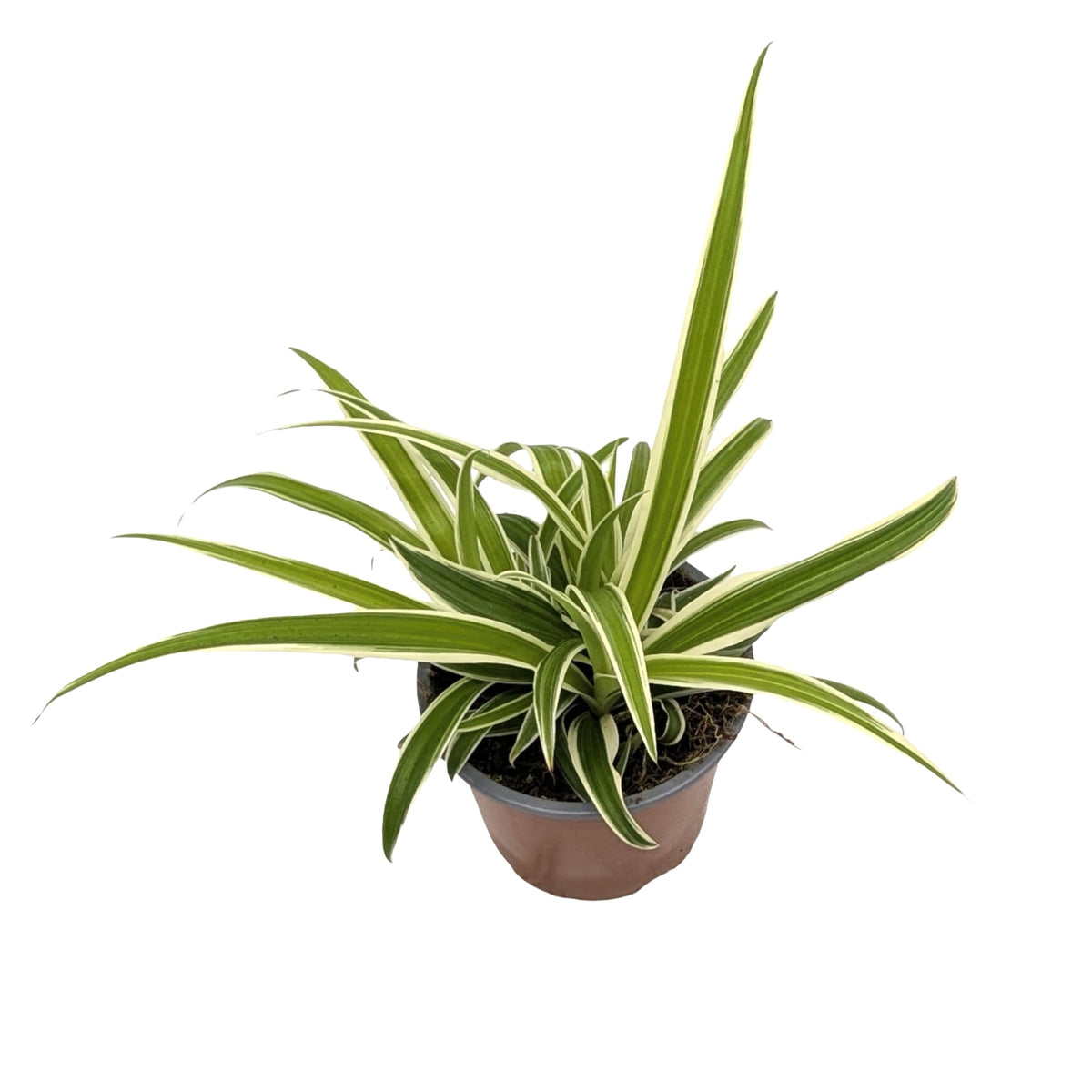 Chlorophytum laxum - Spider Plant