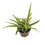 Chlorophytum laxum - Spider Plant