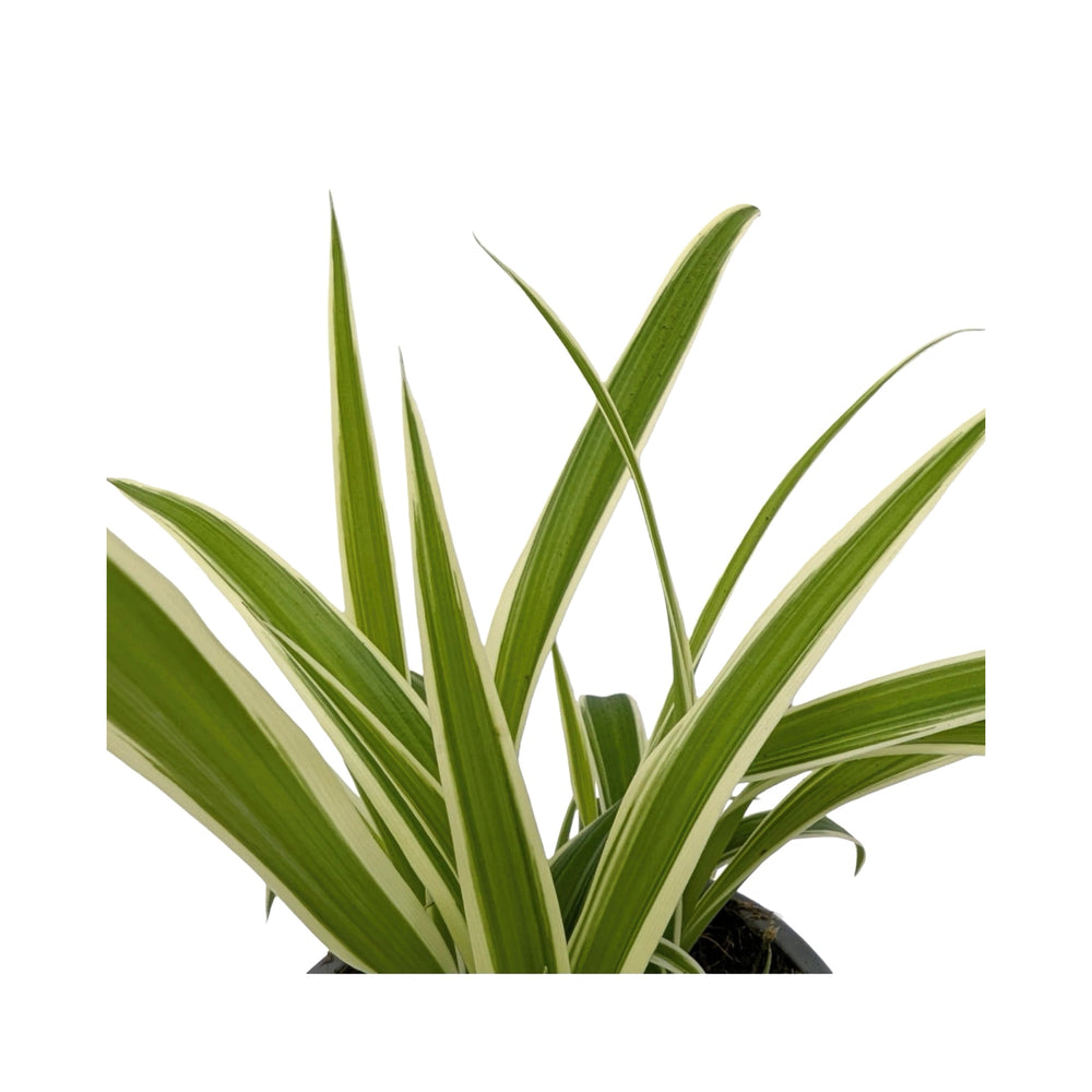 Chlorophytum laxum - Spider Plant_4_main