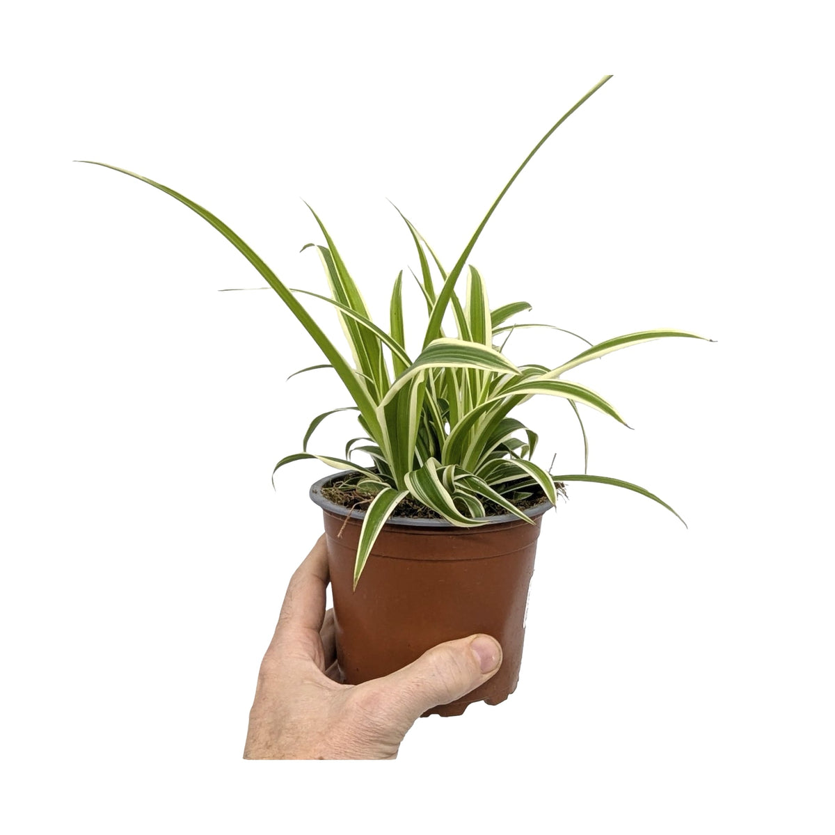 Chlorophytum laxum - Spider Plant