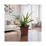 Chlorophytum laxum - Spider Plant