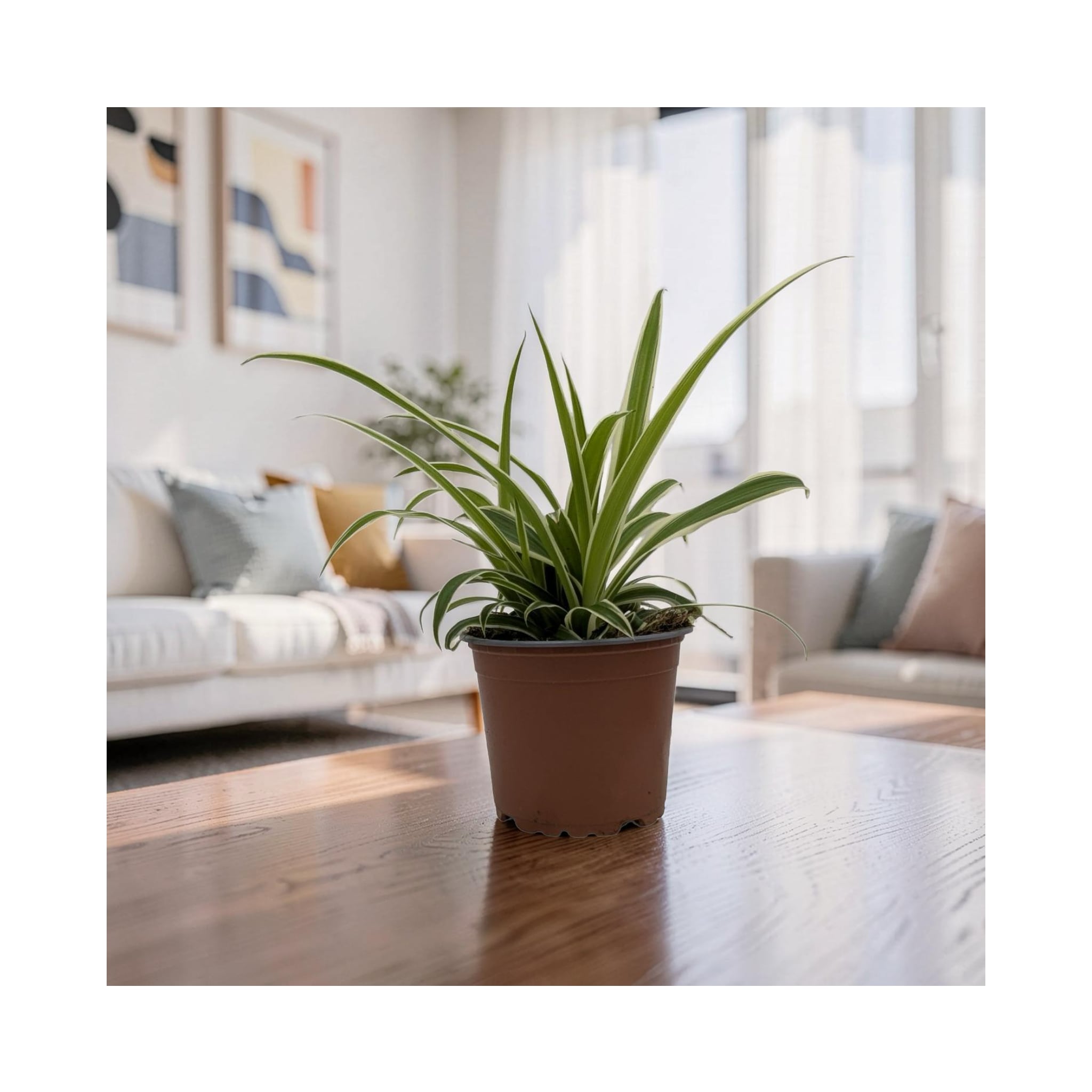 Chlorophytum laxum - Spider Plant