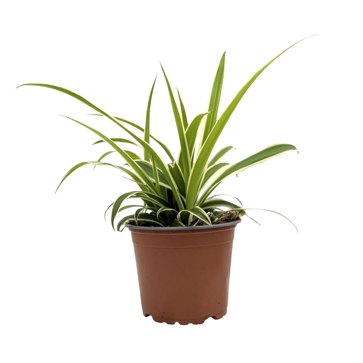 Chlorophytum laxum - Spider Plant