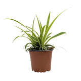 Chlorophytum laxum - Spider Plant
