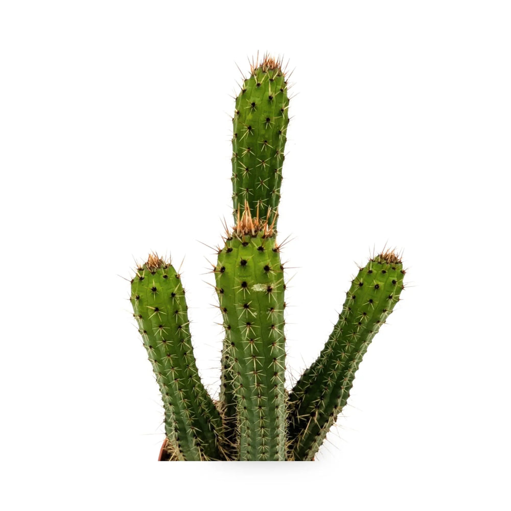 Cleistocactus samaipatanus | Pink Torch Cactus_2_main