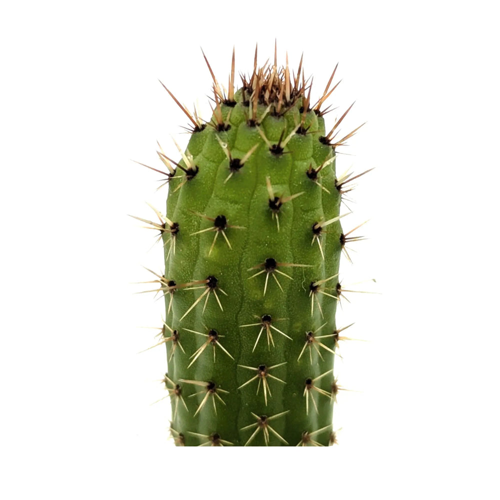 Cleistocactus samaipatanus | Pink Torch Cactus_3_main