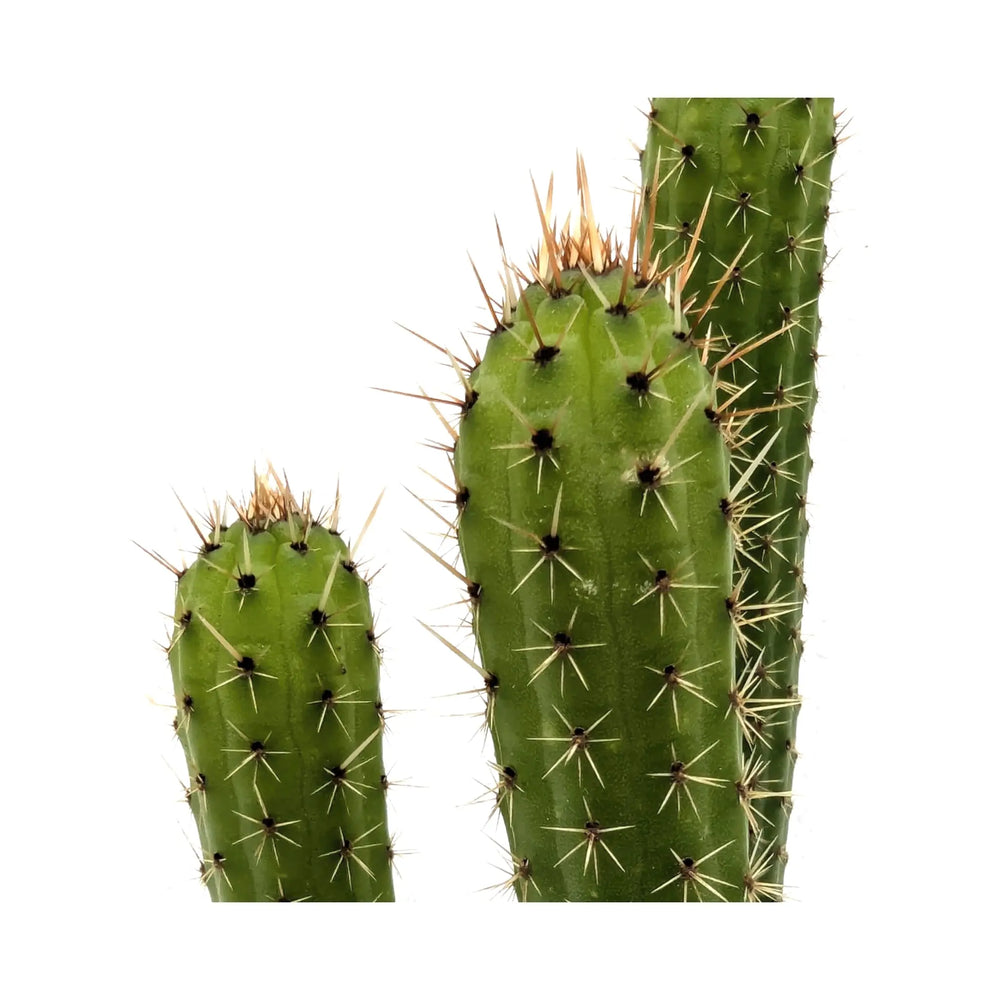 Cleistocactus samaipatanus | Pink Torch Cactus_4_main