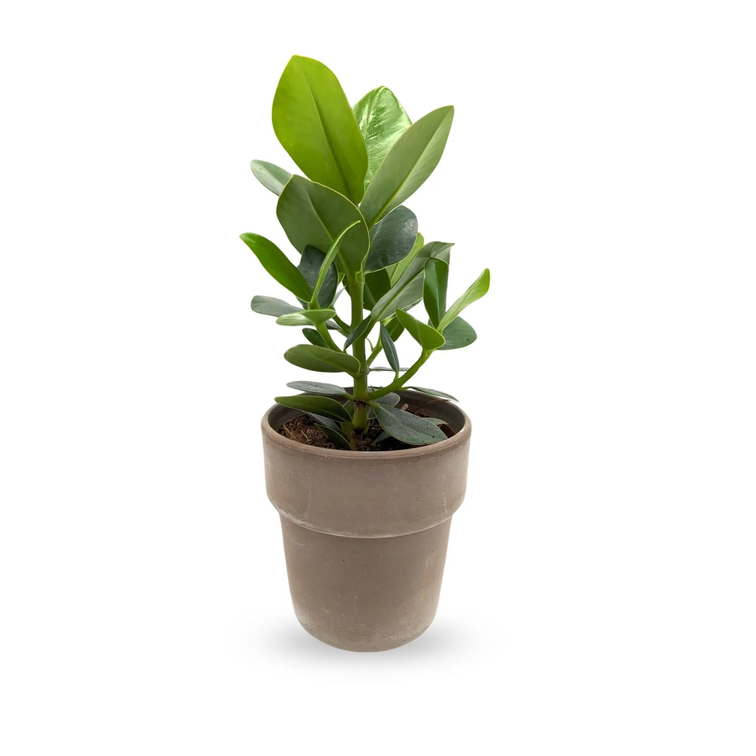 Clusia In Terracotta Pot - Autograph Tree Leaf Culture