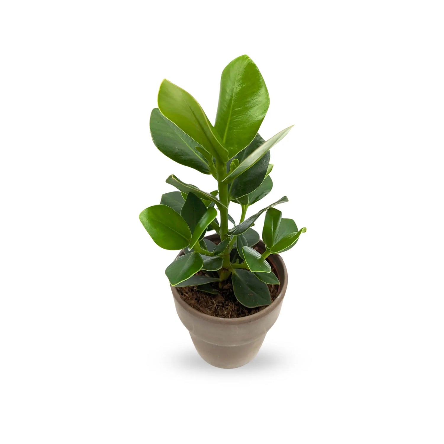 Clusia In Terracotta Pot - Autograph Tree Leaf Culture