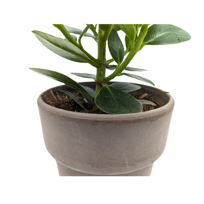 Clusia In Terracotta Pot - Autograph Tree Leaf Culture