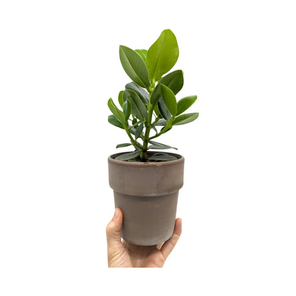 Clusia In Terracotta Pot - Autograph Tree Leaf Culture