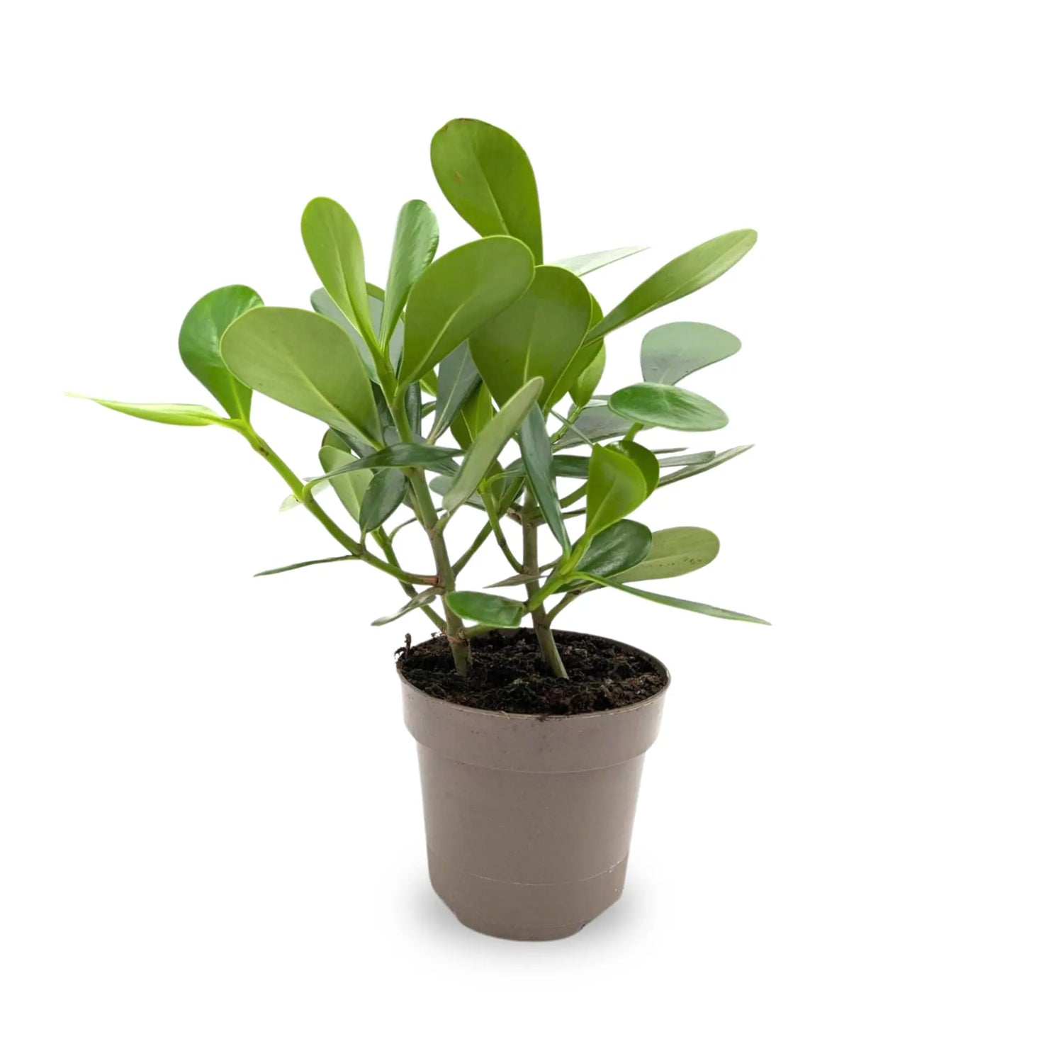 Clusia In Terracotta Pot - Autograph Tree Leaf Culture