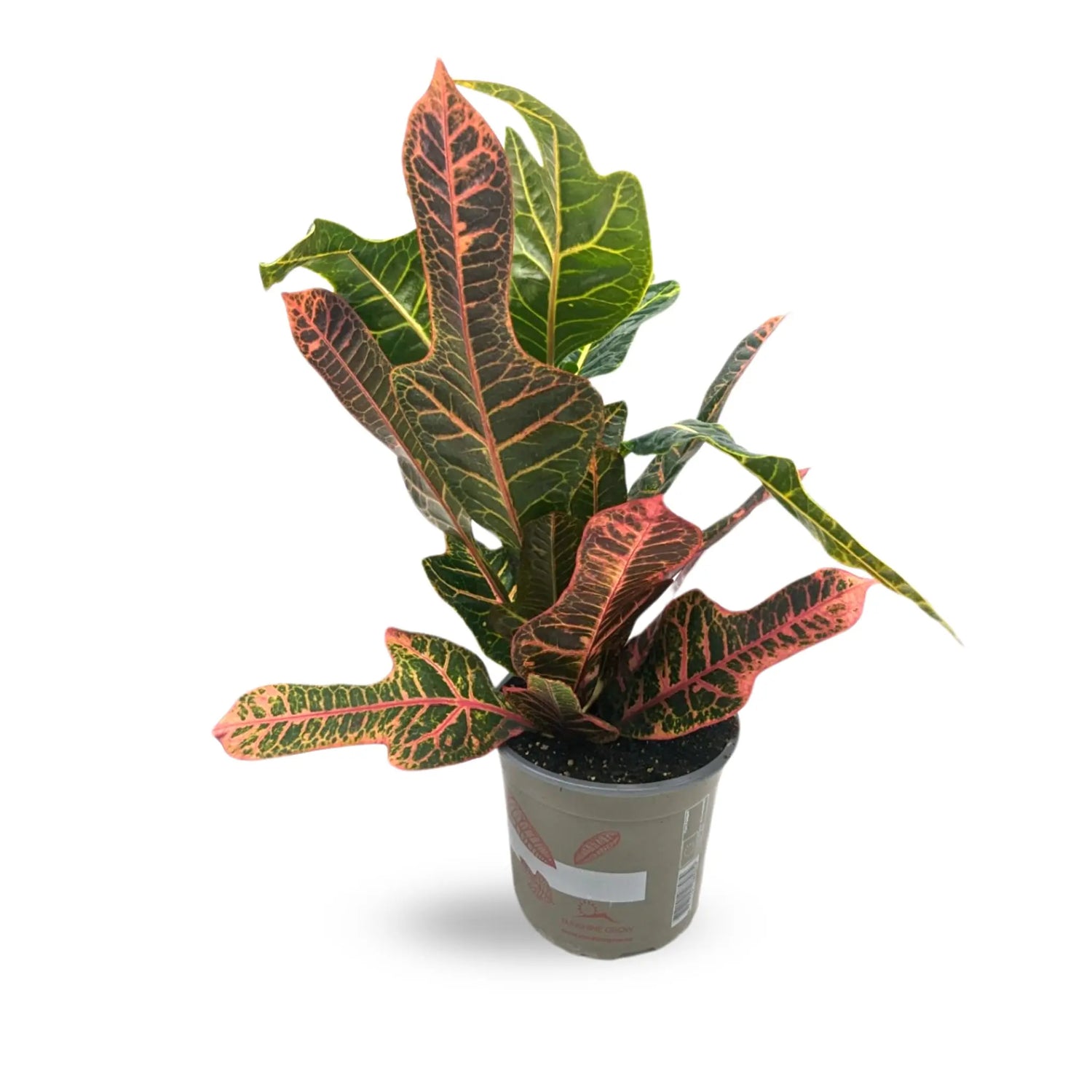 Codiaeum Excellent - Croton Plant Leaf Culture