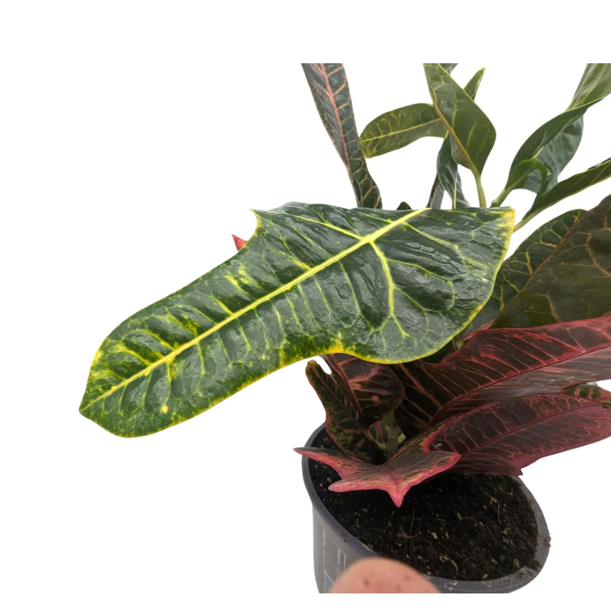 Codiaeum Excellent - Croton Plant Leaf Culture