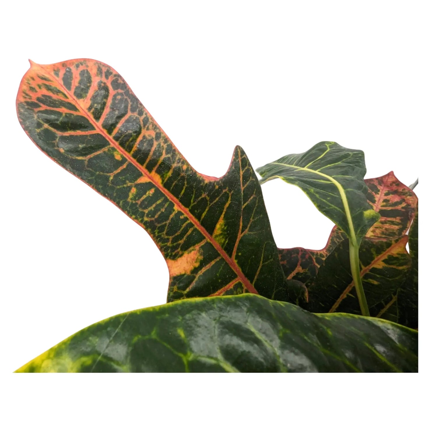 Codiaeum Excellent - Croton Plant Leaf Culture