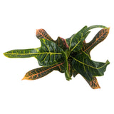 Codiaeum Excellent - Croton Plant Leaf Culture