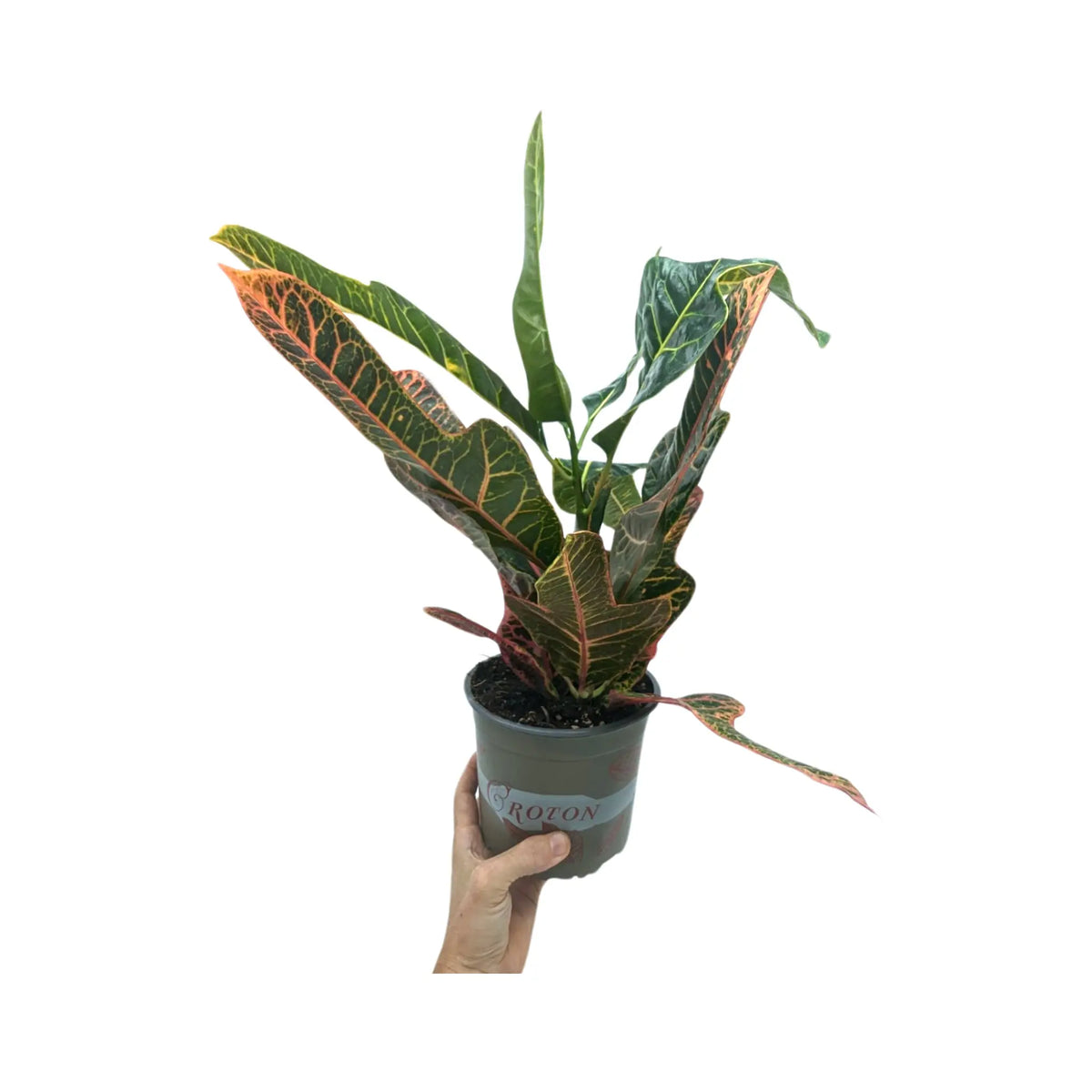 Codiaeum Excellent - Croton Plant Leaf Culture