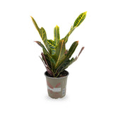 Codiaeum Excellent - Croton Plant Leaf Culture